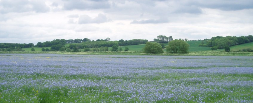 Flax Field, Bodiam Castle