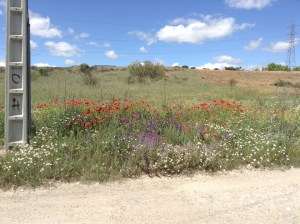 Spring flowers near Madrid
